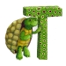 tortue