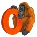 orangutan